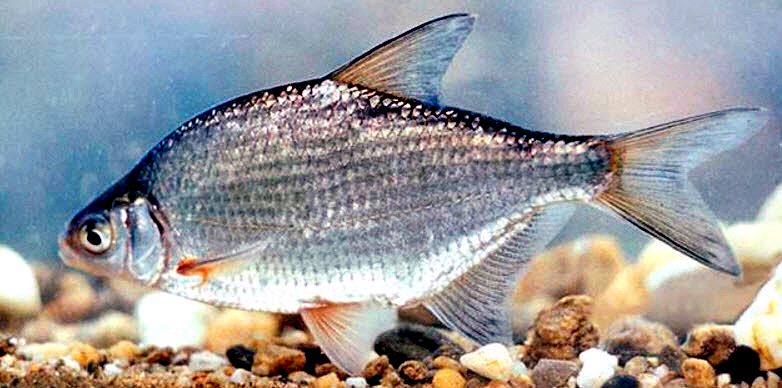 Blicca bjoerkna_08.jpg